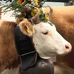 Bijoux Mit Blick Auf Blüemlisalp * Kiental