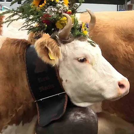Bijoux Mit Blick Auf Blueemlisalp * Kiental
