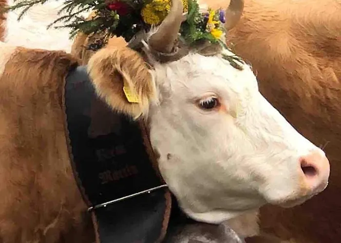 Bijoux Mit Blick Auf Blüemlisalp * Kiental